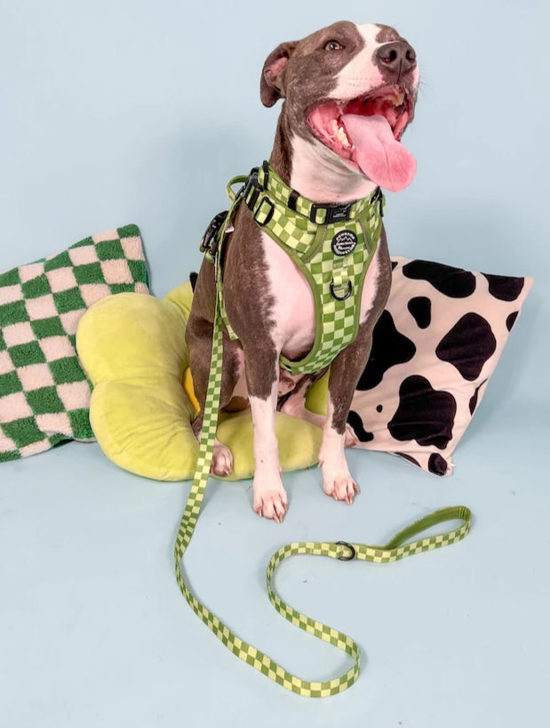 PAWSOME PAWS BOUTIQUE GREEN CHECKED DOG SET