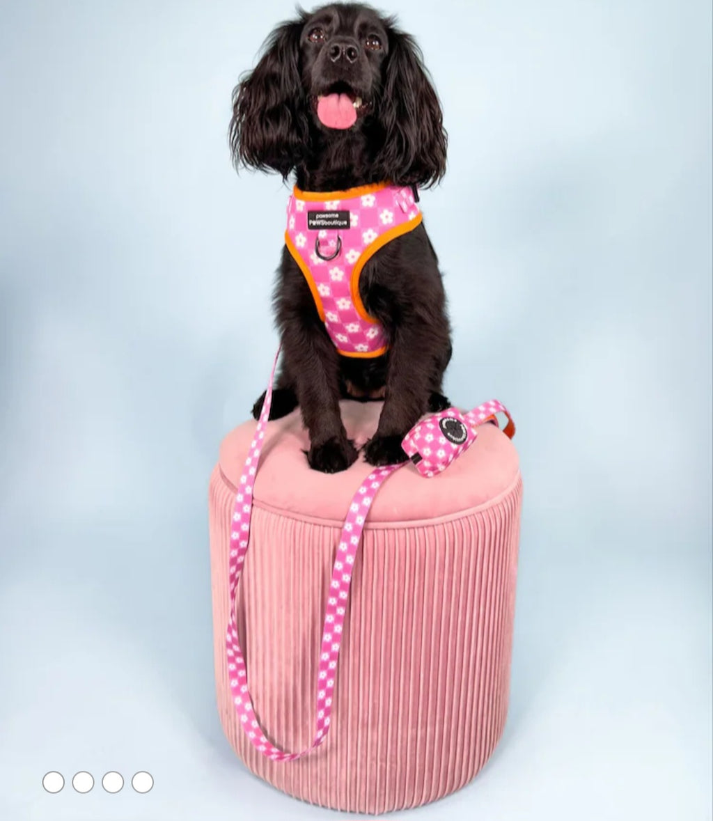 PAWSOME PAWS BOUTIQUE FLOWER COLLECTION